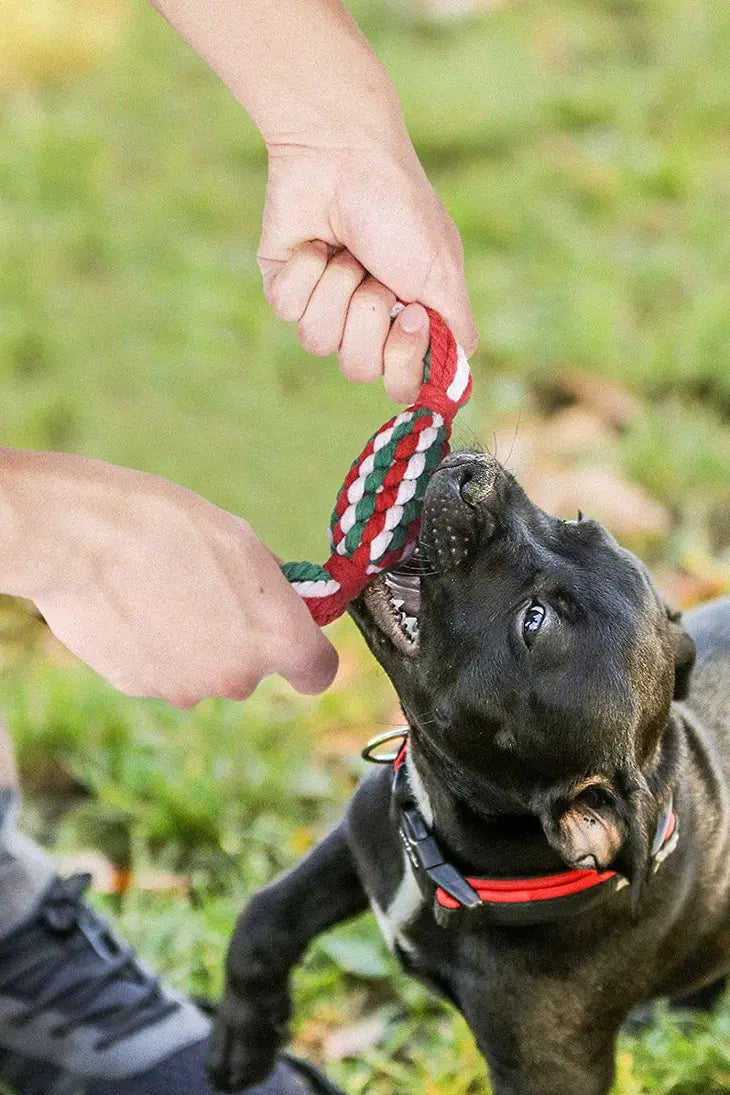 Dog Rope Toys Dog Chew Toys Dog Toy Set