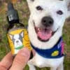 CALM: CBD OIL FOR DOGS 550mg Full Spectrum CBD